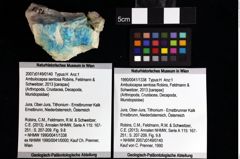 Foto (Objket + Etiketten) von Ambulocapsa sentosa (Robins, Feldmann & Schweitzer, 2013) 